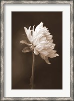 Framed Sepia Flower I