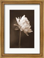Framed Sepia Flower I
