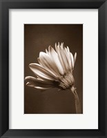 Framed Sepia Flower II