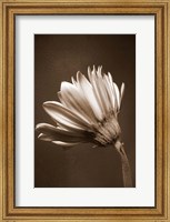 Framed Sepia Flower II