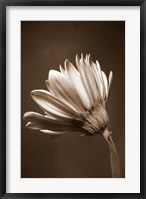 Framed Sepia Flower II