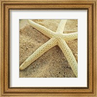 Framed Starfish