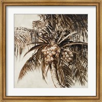 Framed Coconut Palm I