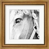 Framed In the Stable I