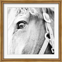Framed In the Stable I