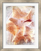 Framed Conch I