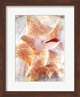 Framed Conch I