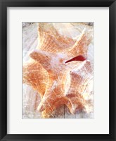 Framed Conch I