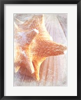 Framed Conch II