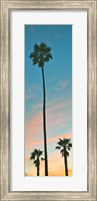 Framed Sunset Palms