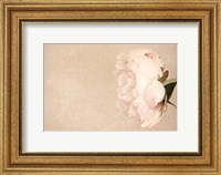 Framed Alluring Flower