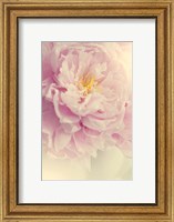 Framed Angelic Petals