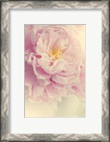 Framed Angelic Petals