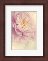 Framed Angelic Petals