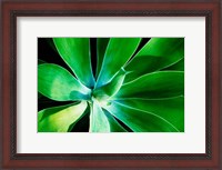 Framed Green Intrigue