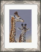 Framed Two Young Giraffes