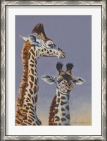 Framed Two Young Giraffes