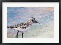 Framed Sandpiper IB