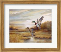 Framed Mallards