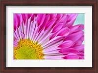 Framed Fuschia Bloom