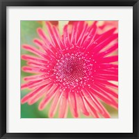 Pink Fun II Framed Print