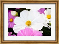 Framed Daisies II