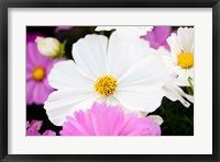 Framed Daisies II