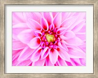 Framed Pink Explosion I