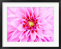 Framed Pink Explosion I