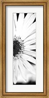 Framed White Bloom I