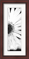 Framed White Bloom I