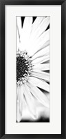 Framed White Bloom I