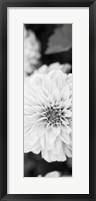 Framed White Bloom II