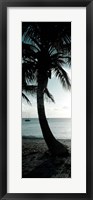 Framed Cool Bimini Palm II