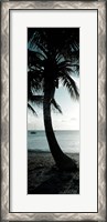 Framed Cool Bimini Palm II