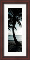 Framed Cool Bimini Palm II