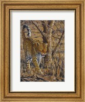 Framed Leopard Walking