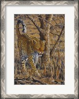 Framed Leopard Walking