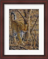 Framed Leopard Walking