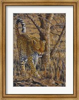 Framed Leopard Walking