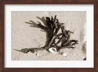 Framed Coral on Sand