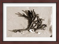 Framed Coral on Sand