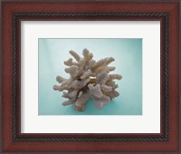 Framed Coral on Teal