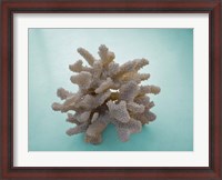 Framed Coral on Teal
