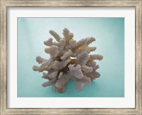 Framed Coral on Teal