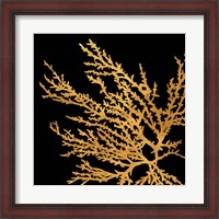 Framed Coastal Coral on Black I