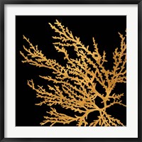 Framed Coastal Coral on Black I