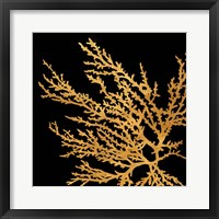 Coastal Coral on Black I Framed Print