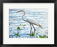 Framed By The Lake Egret