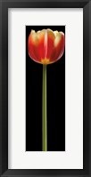 Framed Tall Orange Tulip